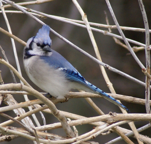 Blue Jay (EwA Guide to the Birds of the Fells (Massachusetts, US)) ·  iNaturalist