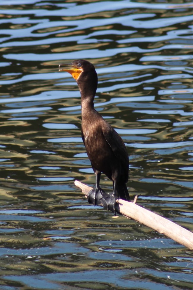 A large black cormorant with a long neck, orange bill, beady eyes, and black webbed feet