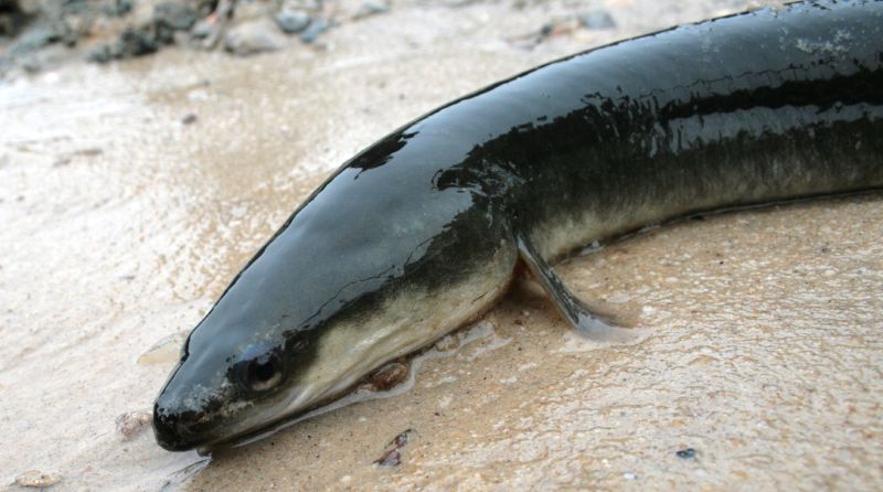 American Eel Lowell National Historical Park U S National Park Service