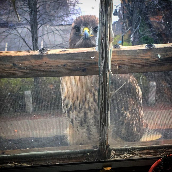 A red tailed hawk, with sharp talons and beak, wings tucked to its side, sits outside of a window overlooking Kerouac Park in Lowell
