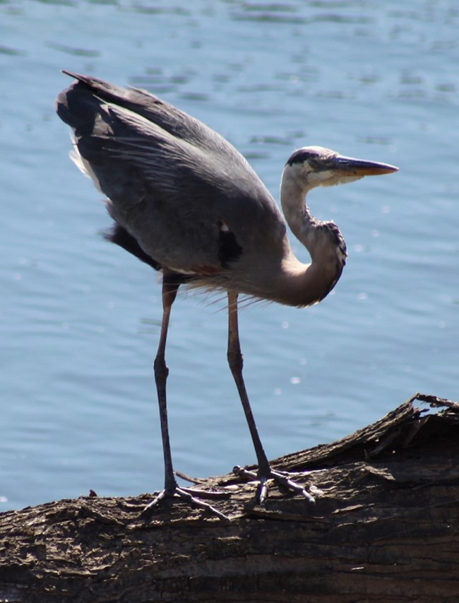A great blue heron stands atop a log floating in the river, long neck curved with its rear pointed skyward
