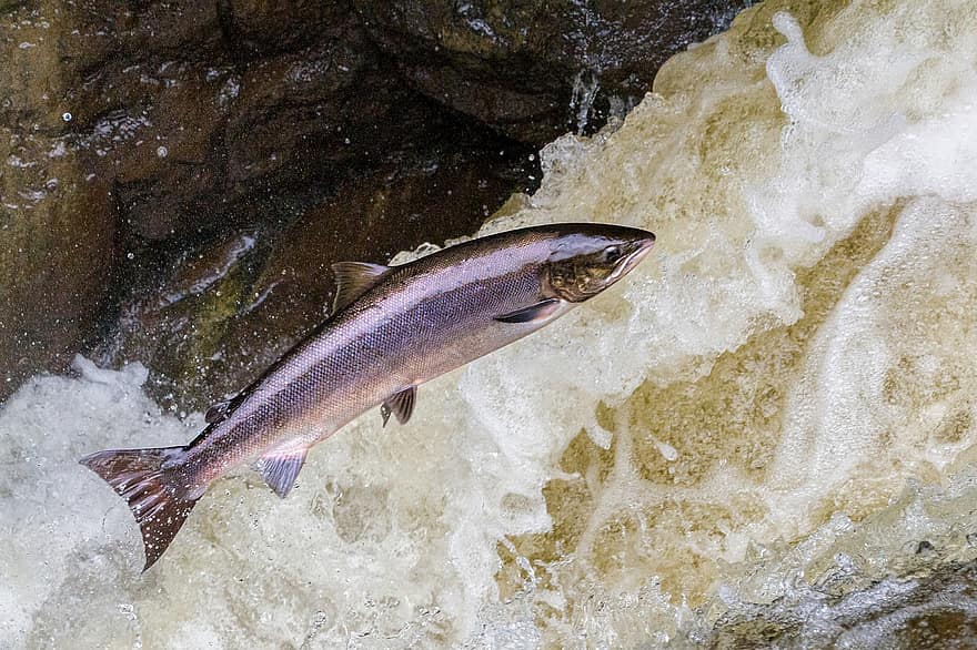 What to See and Do - Atlantic Salmon Museum