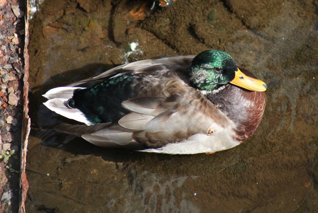 A duck with its head tucked into its chest sits alongside a river with a metal beam to its back