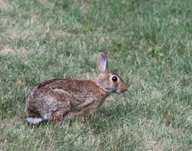 A lean cottontail with tall ears and black markings along its back and head sits in a field of grass
