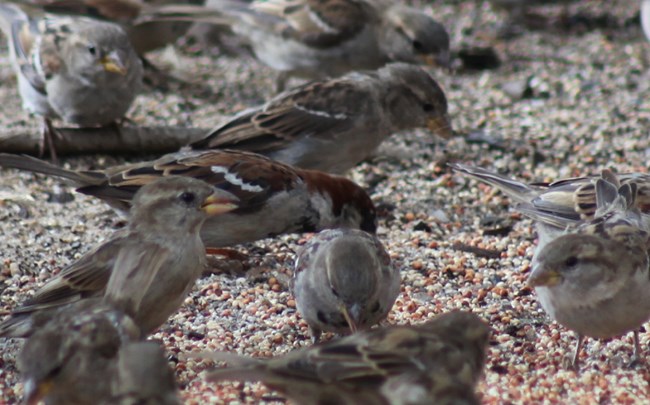 a group of male and female sparrows search the ground of a stone plaza for food