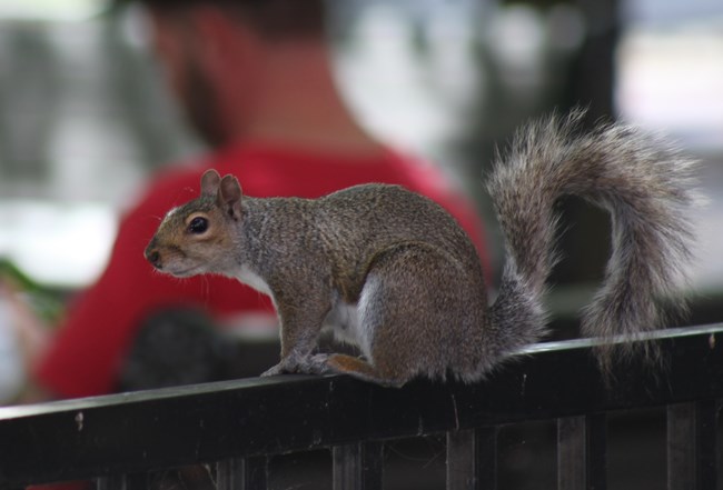 An eastern grey squirrel with an arched furry tail and thin frame sits hunched over on a black fence rail