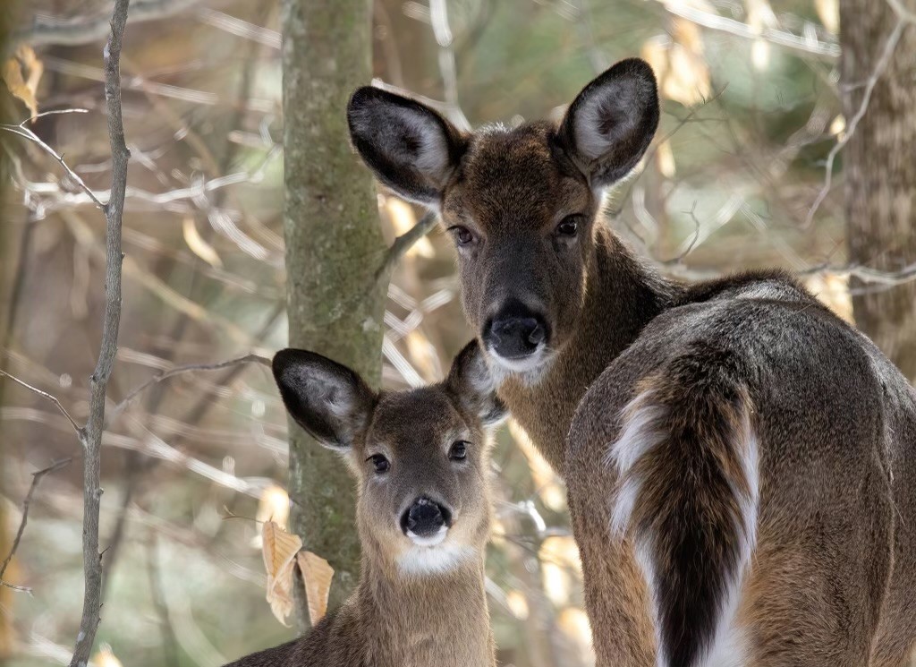 Working Woodlands Workshops - Marsh - Billings - Rockefeller National ...