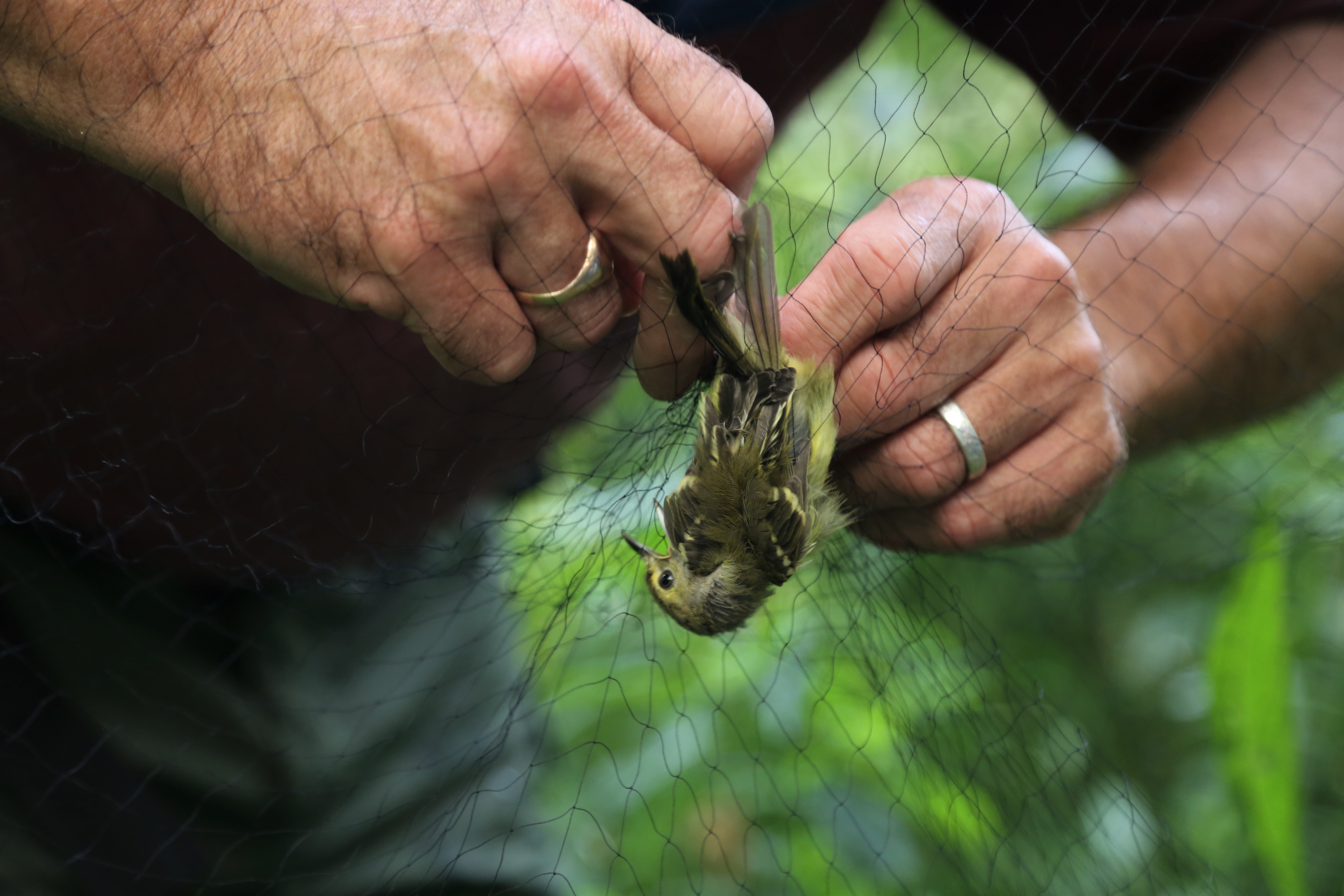 MAPS-_Bird_Survery_Untangling_Wide_Eyed_Vireo_2.jpg?maxwidth\u003d1300\u0026autorotate\u003dfalse