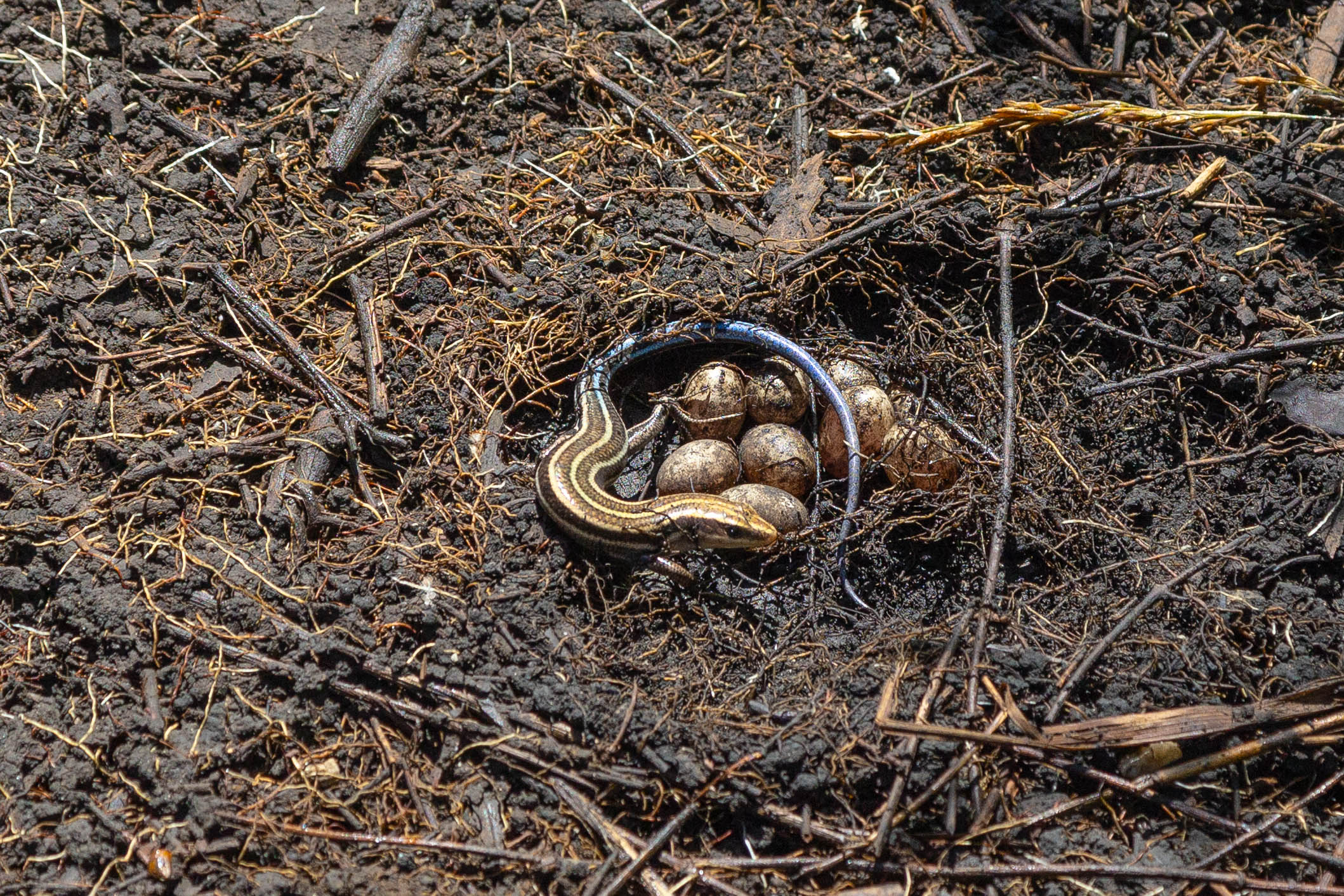 Reptiles and Amphibians - Mammoth Cave National Park (U.S. National