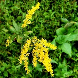 Wildflowers - Mammoth Cave National Park (U.S. National Park Service)