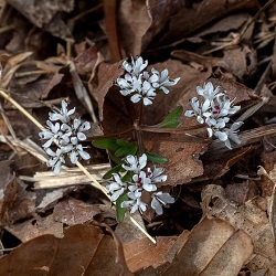 Early Spring Wildflowers: A Viewer's Guide