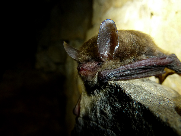 White-Nose Syndrome Confirmed in Park Bats - Mammoth Cave 