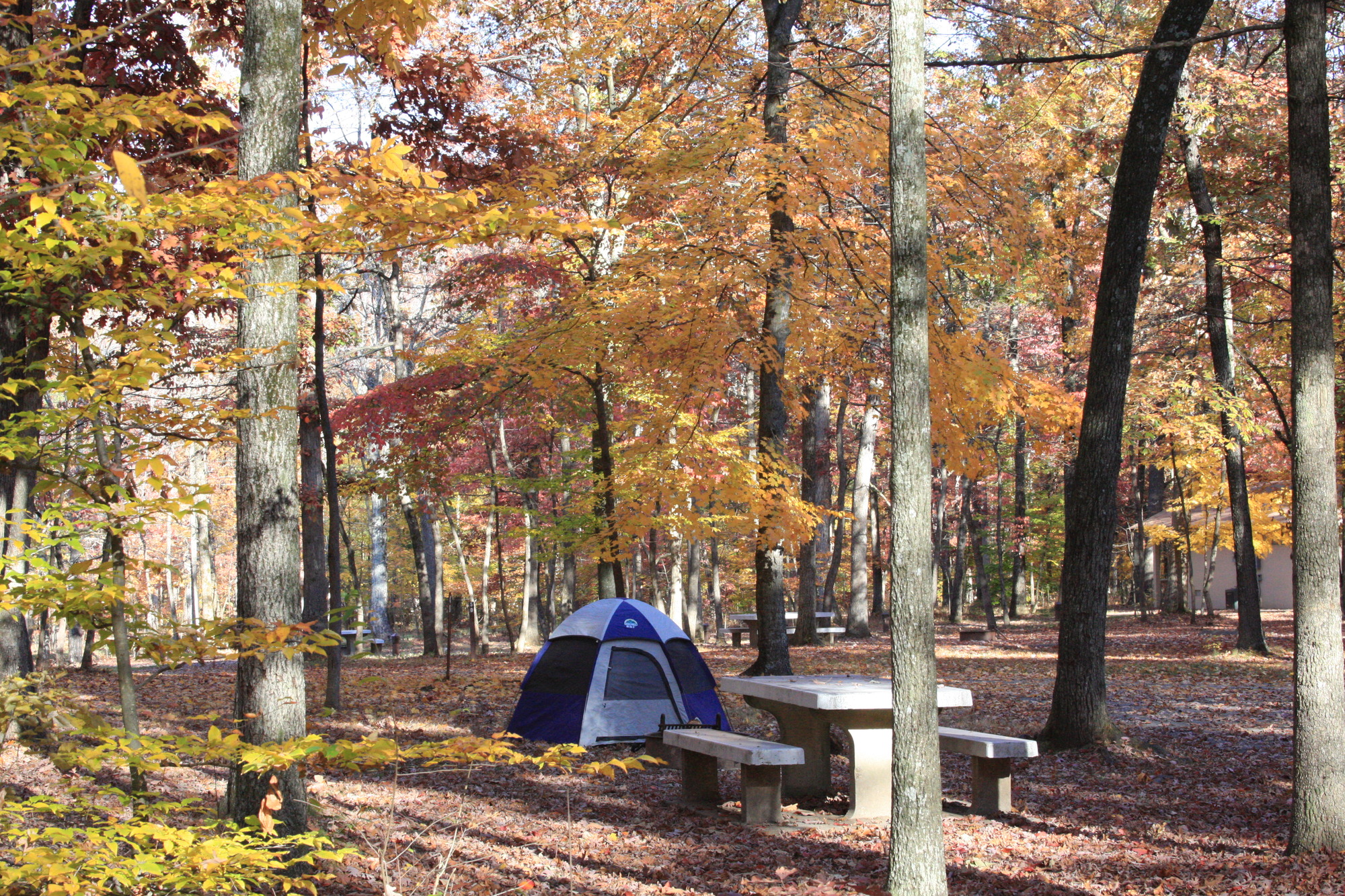 A small dome tent sits in a camnpground surroundd by yellow and red autumn foliage.