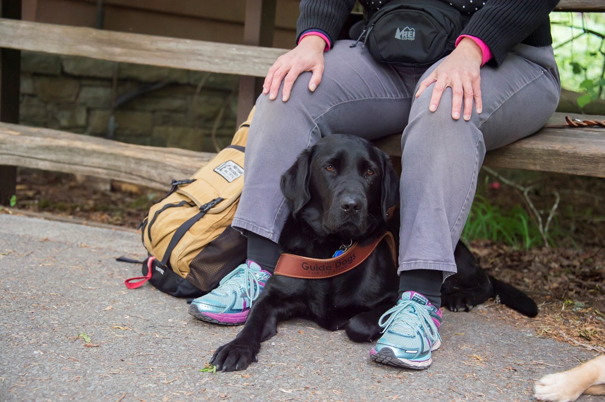 Service clearance dog outfitters