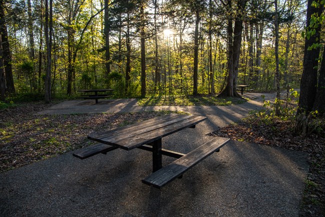 Picnic tables sitting in a forested setting.