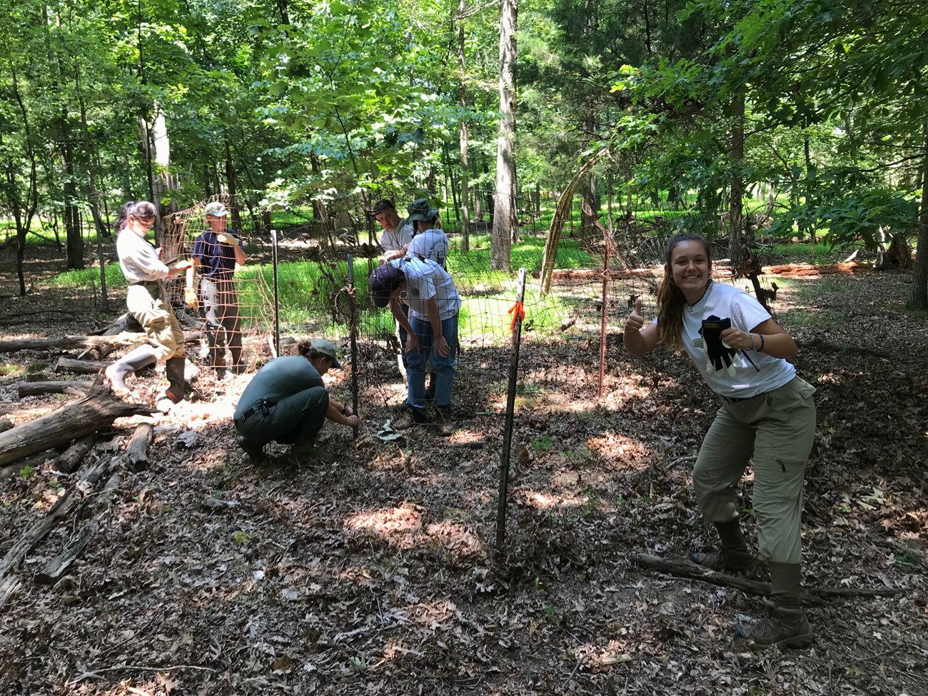 Several YCC team members construct a deer exclosure in the woods.