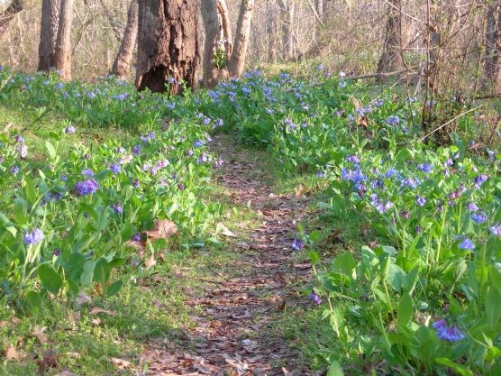 Bluebells Manassas National Battlefield Park U S National Park Service