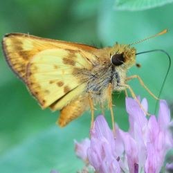 A brown moth, the zabulon skipper, rests on a purple flower