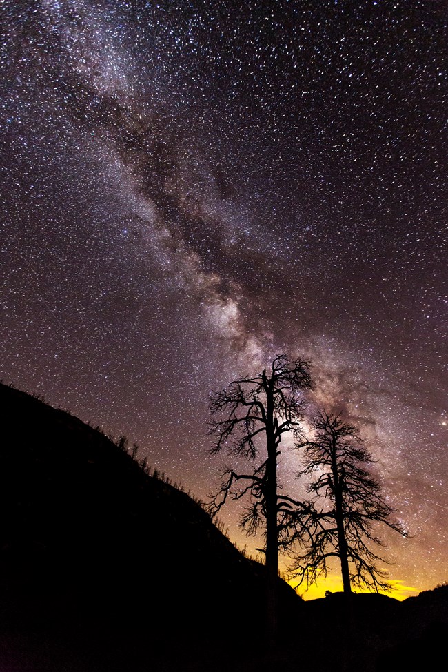 Night sky with milky way rising from a yellow glow on the landscape and behind two tall trees