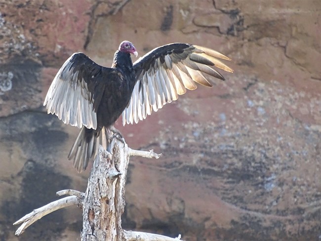 A turkey vulture spreading its wings in the morning sun.