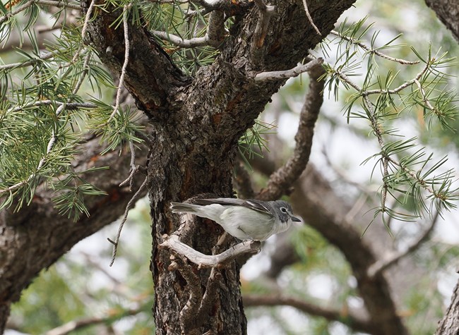 A plumbeous vireo, a small grey/white bird, sits on the branch of a pine tree.
