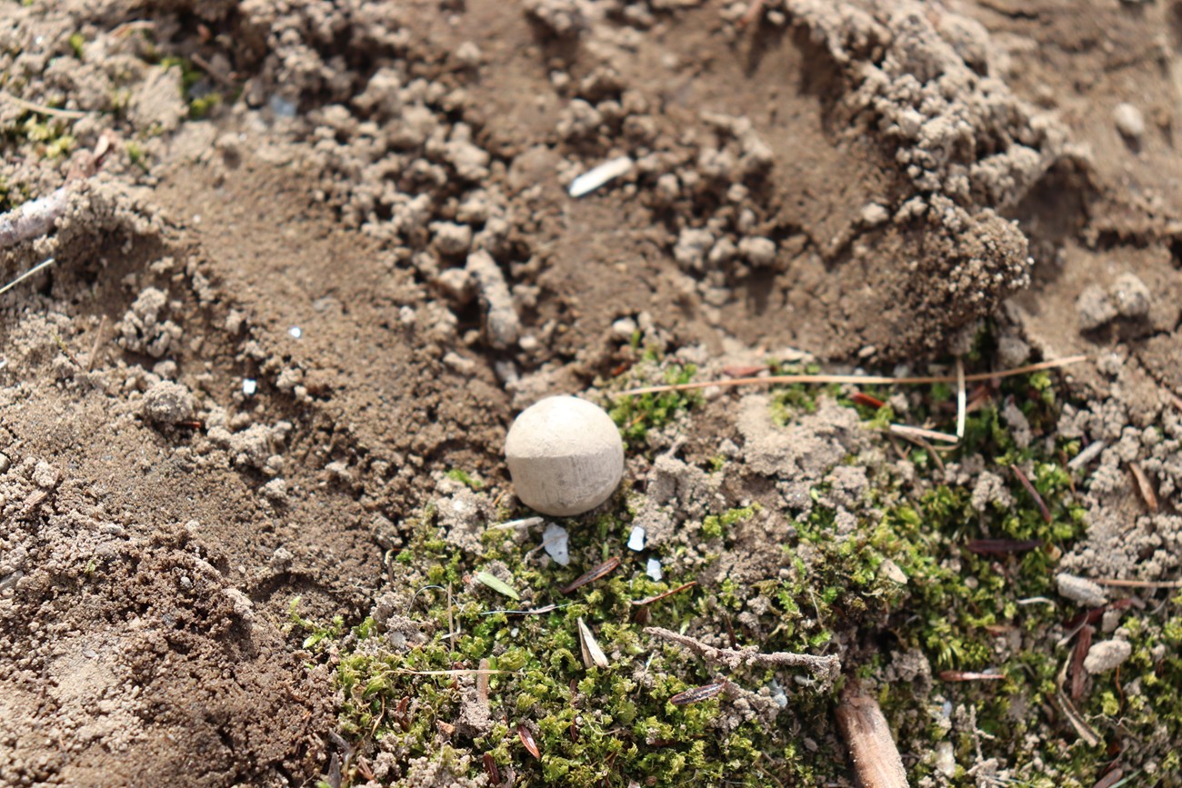 A round white musket ball sits on a bed of soft dirt and moss