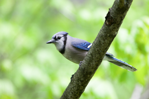 Bird of the Month: Blue Jay  Mississippi State University