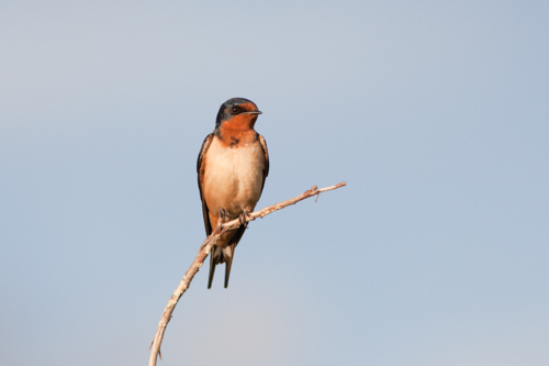 Tree Swallow (Tachycineta bicolor) - Mississippi National River