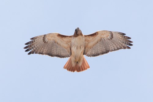 Red-Tailed Hawk (Buteo jamaicensis) - Mississippi River & Recreation Area Park Service)