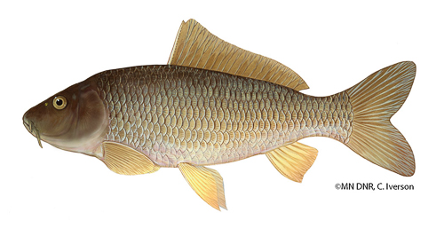 record common carp