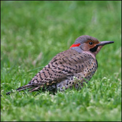 Northern Flicker (Colaptes auratus) - Mississippi National River and