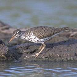 Spotted Sandpiper (Actitis macularia) - Mississippi National River and