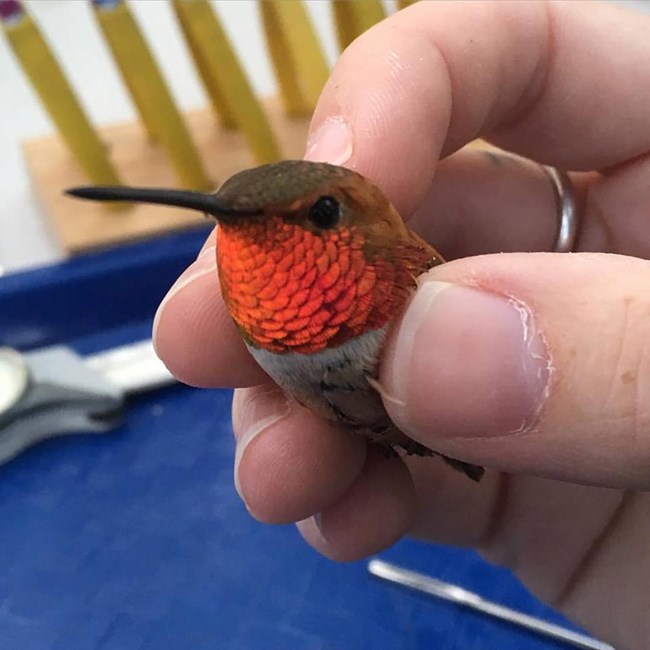 Adult Male Rufous Hummingbird