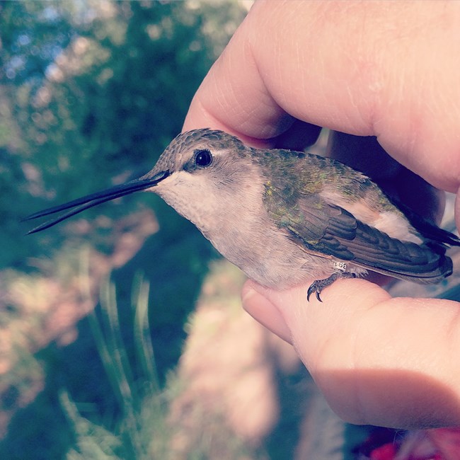 Female Black-chinned Hummingbird