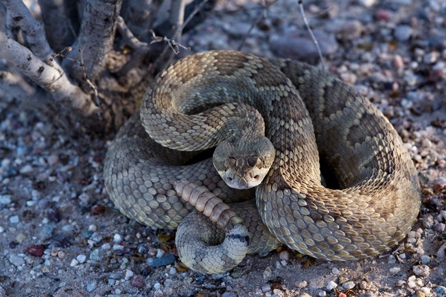 a coiled, greenish brown rattlesnake with thick white bands and thin black bands around its tail