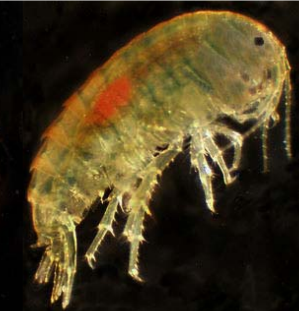 Microscopic photo of a light-colored shrimp-like creature with small eye spots, a bright orange area in the middle of its body, and several pairs of legs.
