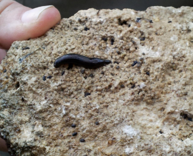 A dark-colored leech clinging to a light-colored rock held by a person. The leech is about twice the length of the person's thumbnail.