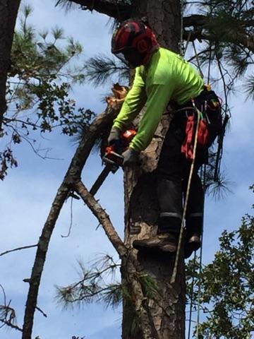 Person high up in tree holding chainsaw cutting a limb.