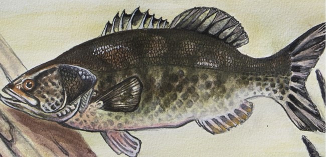 Large Mouth Bass