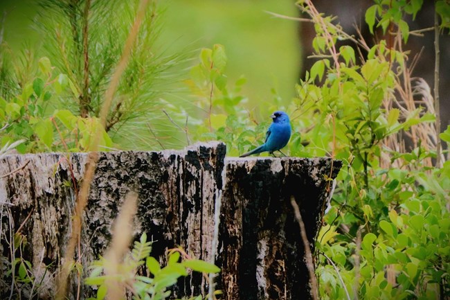 indigo bunting - dorothy sutherland