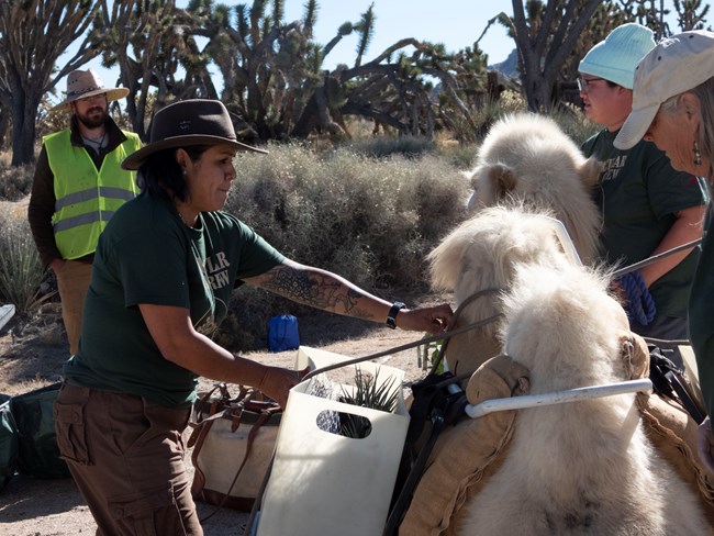 A camel being rigged to transport baby Joshua trees for planting.