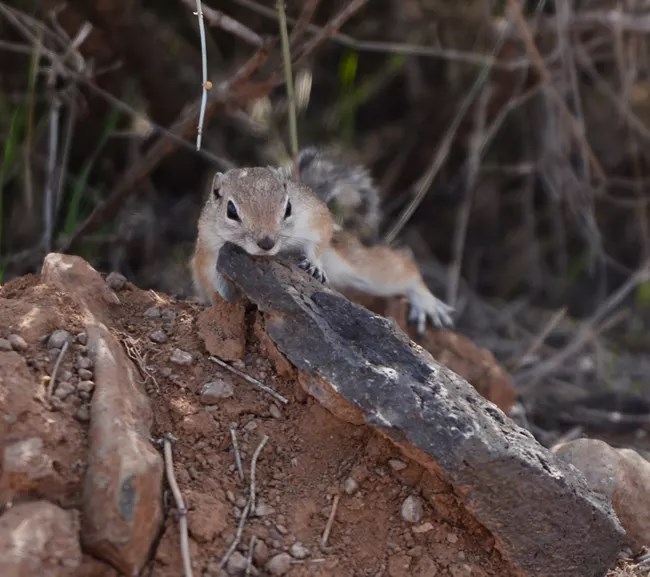 Antelope Ground Squirrel laying in the sand.