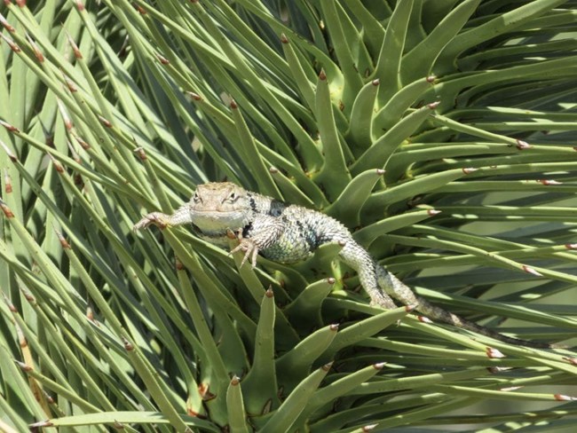 A yellow backed spiny lizard in a tree.