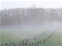 Grassy field with trees at the edge of it.