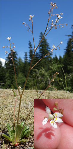 Forest Wildflowers - White - Mount Rainier National Park (U.S.