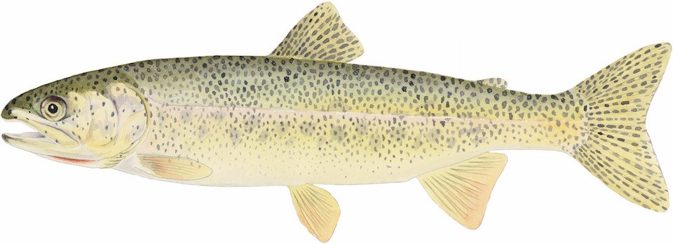 A drawing of a coastal cutthroat trout, a yellow-brown trout with dark speckles.