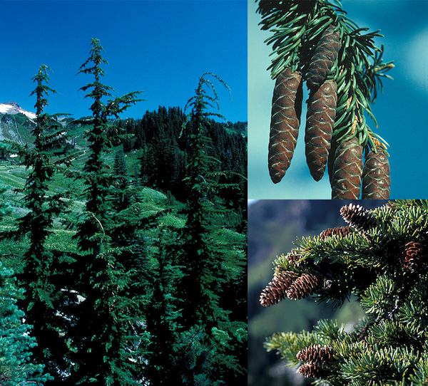 Conifer Trees - Mount Rainier National Park (U.S. National Park Service)