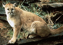 Carnivores - Mount Rainier National Park (U.S. National Park Service)