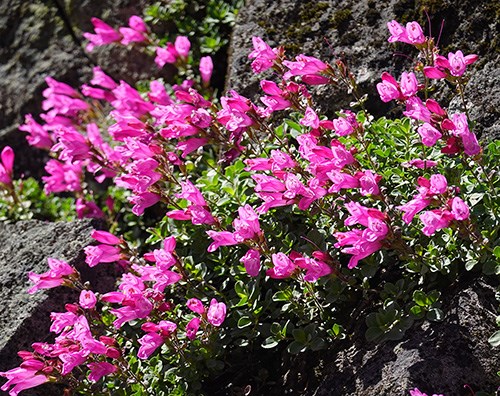 A patch of hot pink wildflowers blooming between rocks on a steep slope.