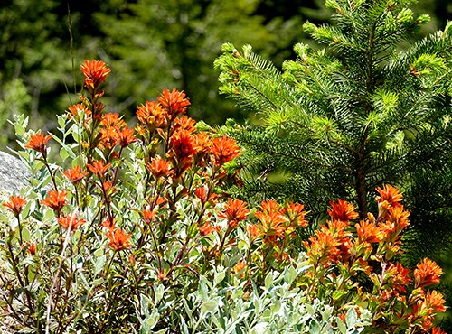A large patch of paintbrush topped in bright orange flowers and orange-tipped leaves along the stalks.